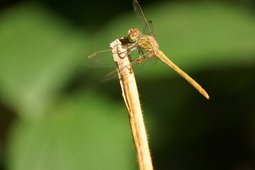 dragonfly on a leaf