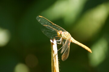 dragonfly on a branch in the forest