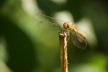 dragonfly on a branch in the forest