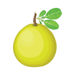 Vector illustration green and yellow pomelo in cartoon flat style. Pomelo orange tropical fruit isolated on white background, fresh food for diet, agricultural product, gardening farmer