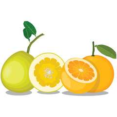 Vector illustration red, green and yellow pomelo in cartoon flat style. Grapefruit orange tropical whole and sliced isolated on white background, fresh food nature, agricultural tropical product