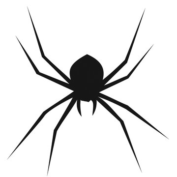Isolated image of a large spider on a png file at transparent background. Royalty high-quality free stock photo image of black silhouette of tarantula spider. Dangerous insect