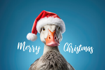 Pekin duck is wearing a Christmas hat. Proudly posing on blue background, funny looking. Celebrating Christmas concept with Merry Christmas text