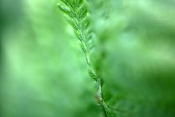 Close-up view of fern leaves - shallow depth of field - green dominant