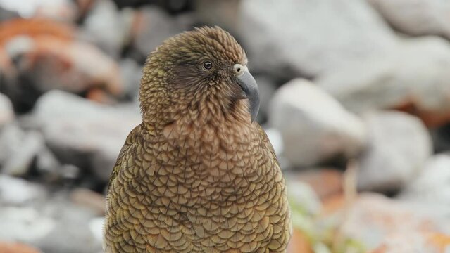 Striking Plumage of a Kea in Fiordland, New Zealand