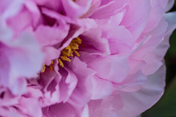 Pink tree peony flowers, close up
