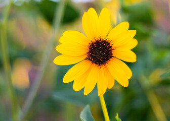 Yellow Sunflower