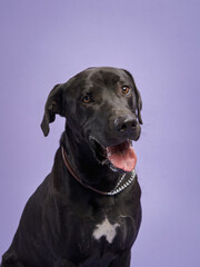 Portrait of a beautiful black dog on lilac background. Mix of breeds. Happy Pet in the studio
