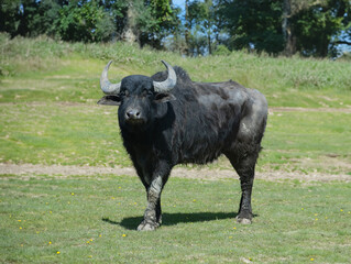 Carpathian buffalo standing in the background of the forest