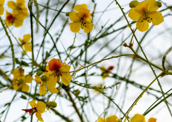 Jerusalem Thorn Flowers