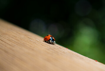 Coccinella