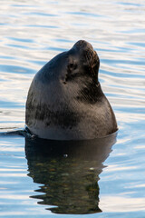Lobo marino (Otaria flavescens), sur de Chile © Cristian Valderas