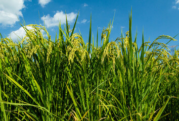 Fototapeta premium 収穫間近の稲の穂