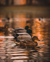 Ducks  © VIZZARD