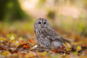 tawny owl sitting on the ground in autumn forest. attractive owl portrait with blurred background. Strix aluco. Wildlife scene from european nature.