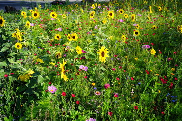 Fototapete bei efototapeten.de bestellen   