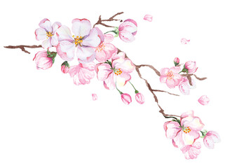 Watercolor illustrations of cherry blossoms.Sakura of Japan are blooming refreshing.Bouquet sakura flowers.