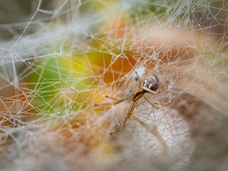 Spinne im Herbst