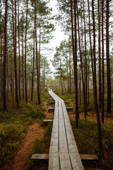 Obraz premium Modern wooden walking path through the thicket of the forest, wetlands, close-up. Idyllic rural scene. Environmental protection. Concept of nature.