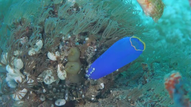 Underwater shooting of blue tunicates on coral reef