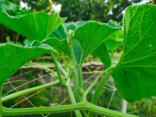 Bottle gourd flowers and vegetables.This versatile vegetable is full of water (about 92%) and minerals.