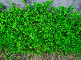 Beautiful Green Leaves nature background.