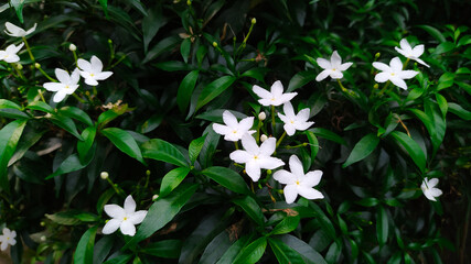 White flower blooming on green leaves nature background. Beautiful jasmine. Jasminum grandiflorum (science name).