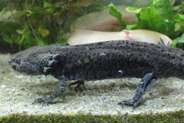 Unsere Axolotl im Aquarium