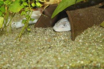 Unsere Axolotl im Aquarium