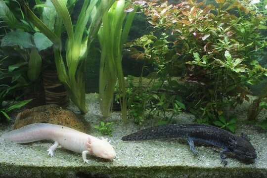 Unsere Axolotl im Aquarium