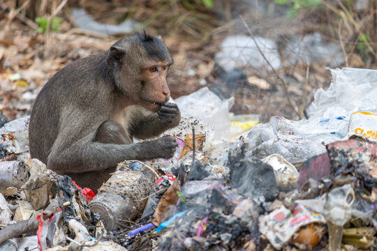 A macaque eats food found on a smoldering pile of garbage