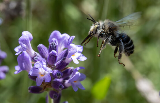 Anthophora bee (Anthophora aestivalis) flying at a lavender flower, Czechia