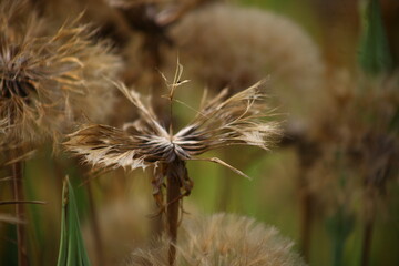 fleurs de salsifis en été