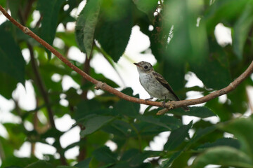 枝に止まったコサメビタキ