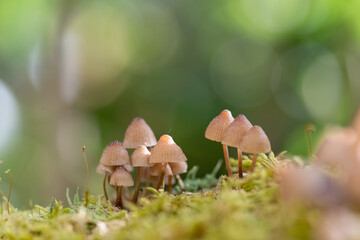 森の中の小さなキノコ