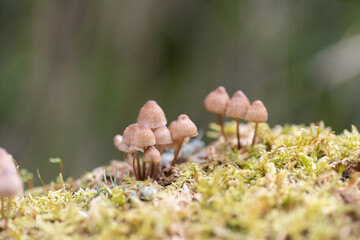 森の中の小さなキノコ