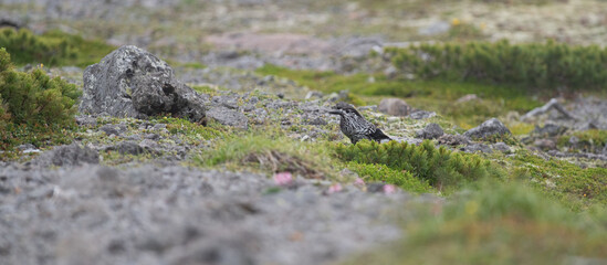 標高の高い地域に住む野鳥　ホシガラス