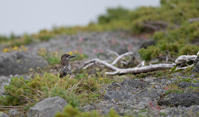 標高の高い地域に住む野鳥　ホシガラス
