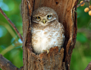 Spotted owlet
