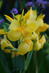 Obraz premium beautiful flowers in the spring garden 
