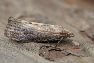 Closeup on the greater wax or honeycomb moth, Galleria mellonella a pest for honey-bee cultures