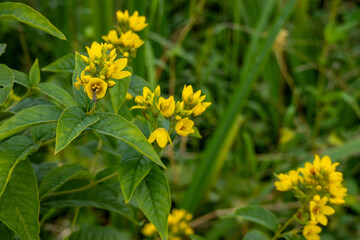 Gilbweiderich mit Wespe