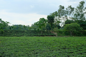 Obraz premium landscape scenery of a tea garden 