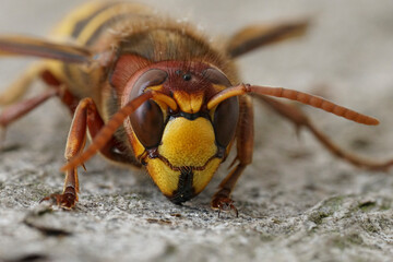 Frontal closeup on a colorful yellow and red European hornet , Vespa crabro