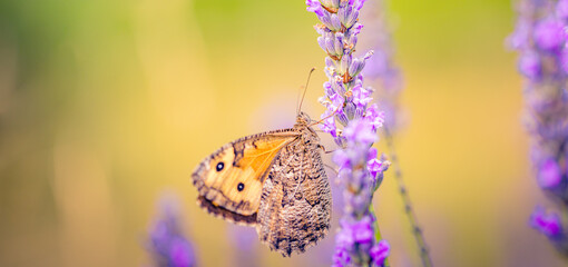 Panoramic view of blooming lavender flowers and butterfly. Meadow floral field in nature, bright sunlight in summer spring close-up. Picturesque colorful macro background artistic pastel lush foliage
