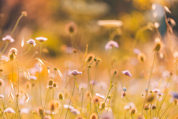 Abstract soft focus sunset field landscape of white yellow flowers grass meadow warm golden hour. Tranquil spring summer nature closeup and blurred forest background. Idyllic relaxing nature