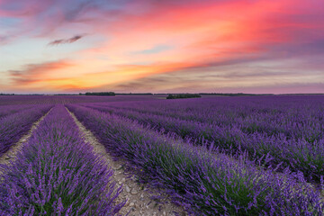 Naklejka premium Fantastic panoramic field of purple lavender flowers, amazing summer landscape of blooming floral meadow, peaceful sunset view, agriculture scenic. Beautiful nature background, inspirational scene. 