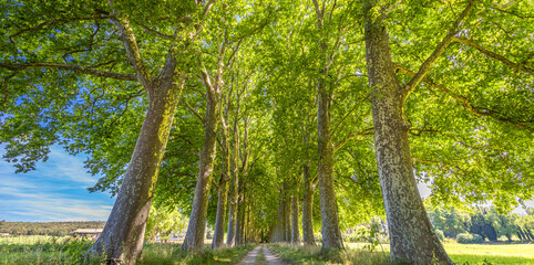 Panoramic walkway lined trees in park of countryside. Summer tranquil landscape with pathway through the woods. Fresh green leaves foliage on the plane trees. Alley and road, idyllic travel adventure