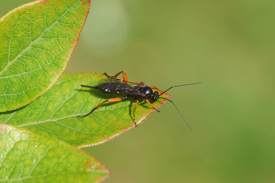 Female Pimpla rufipes, the black slip wasp, family Ichneumonidae. On a leaf of a northern highbush blueberry. Summer, Dutch garden, August