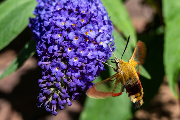 Sphinx butterfly on lilac